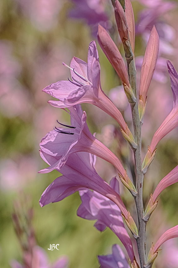 again from @_filoli, another variety of #Flowers for a #PinkFriday #FloralFriday 

#JBCFlowers