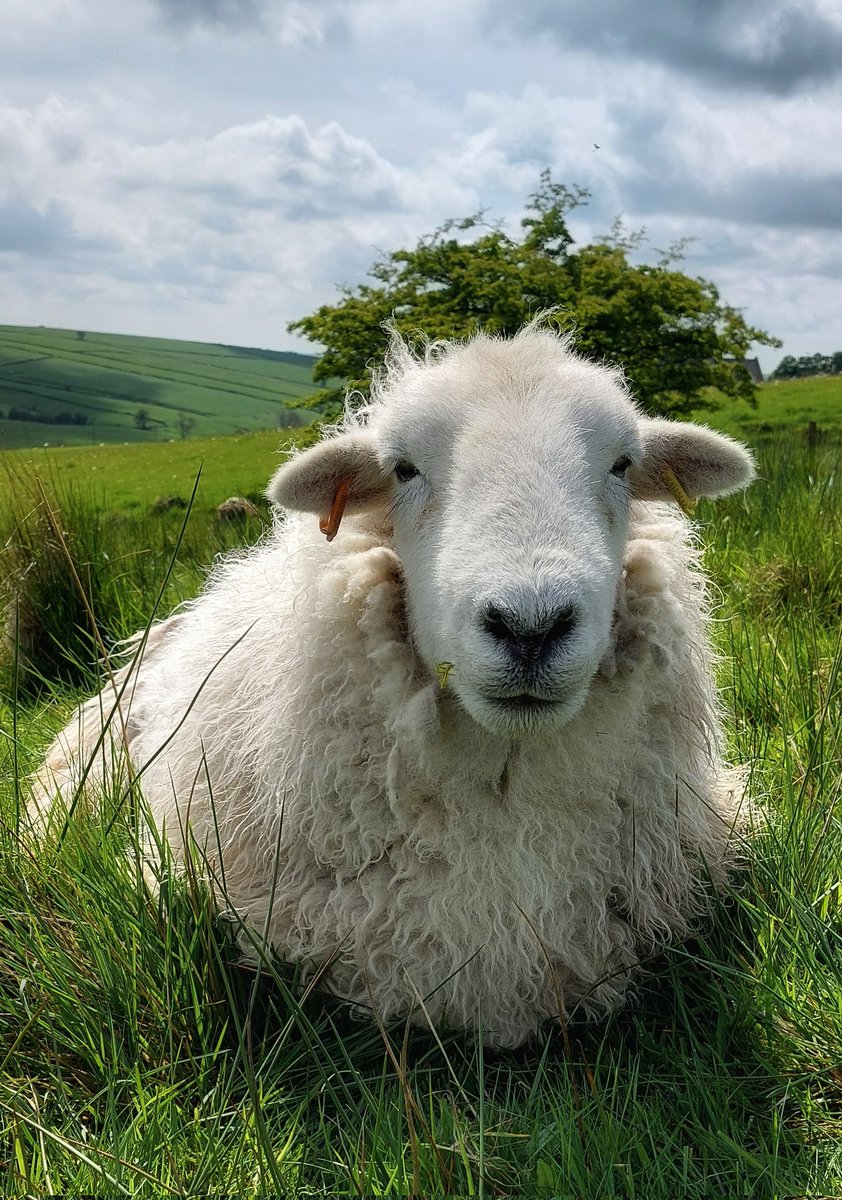 Our much loved Herdy, Droopsy enjoying a beautiful day, if not a little warm with his thick fleece. Soon be time for shearing.... #herdwicks #hillfarm #peakdistrict #farmstay #holidays #selfcatering #farming #sheep #wool