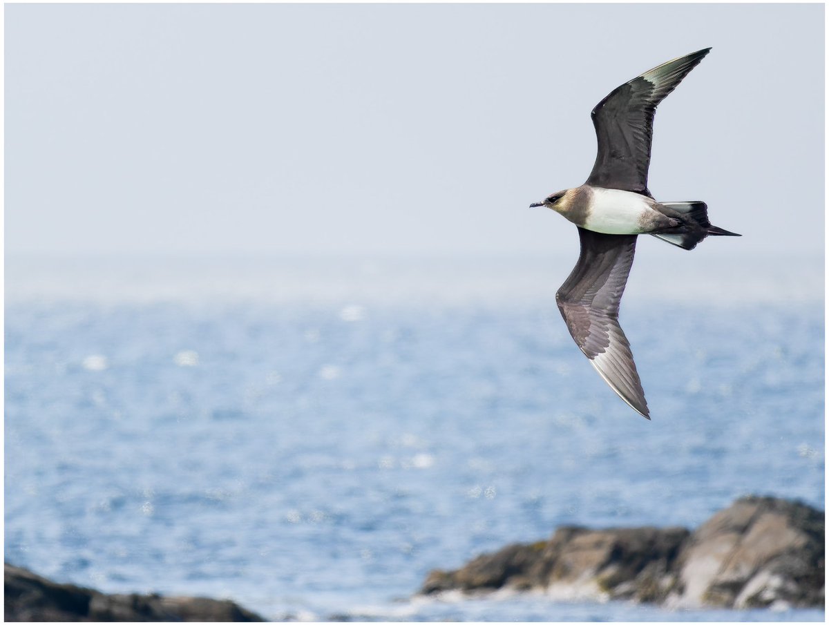 Arctic Skua. Benbecula, Outer Hebrides. #bird #birdphotography #skua #outerhebrides #wildlifephotography #ukwildlifeimages #olympusphotography #omsystem @ElyPhotographic