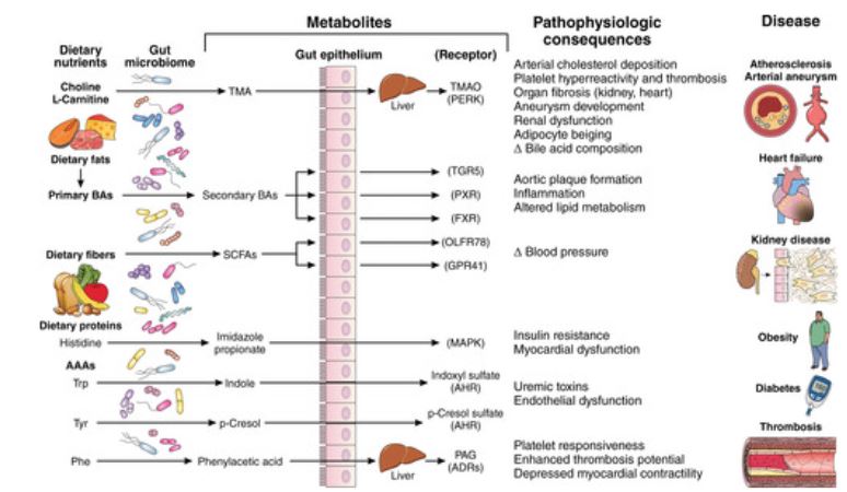 #Perspective: Unraveling the Complex Relationship Between Gut Microbiome and Cardiovascular Diseases @CCLRI @WilsonTangMD ahajournals.org/doi/10.1161/CI…