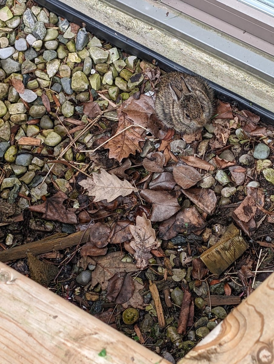 Please cover your window wells!
This baby #bunny eventually leaped into a box that I used to lift it out of the well, but first it jumped on a trapped toad while running laps around my feet. Both bunny & toad have hopped to freedom. Thanks for the advice, @salthaven_org!
#ldnont