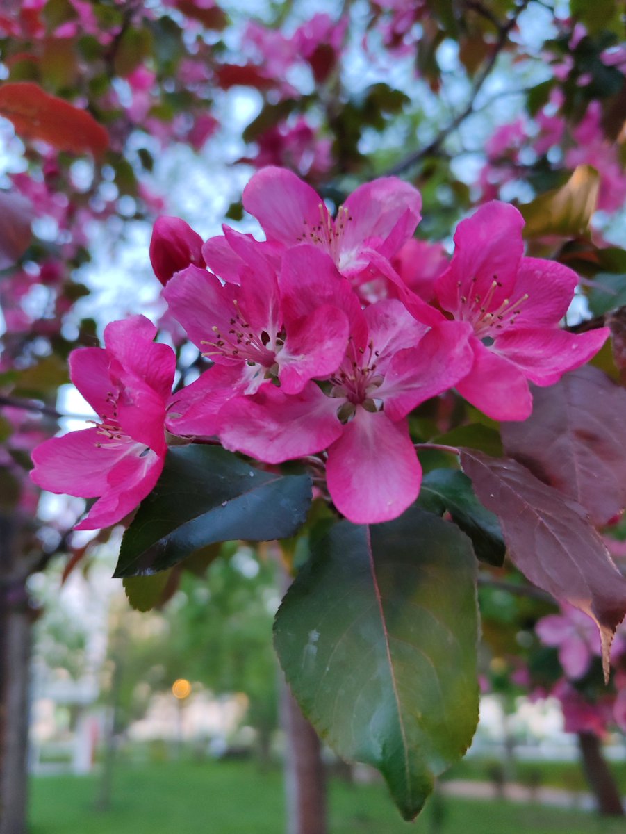 Spring in the city. 🌸🌸🌸
#Blooming 
#NatureInTheCity 
#MyPhoto