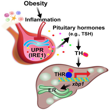 New! Online now: Obesity disrupts the pituitary-hepatic UPR communication leading to NAFLD progression dlvr.it/T72YwL