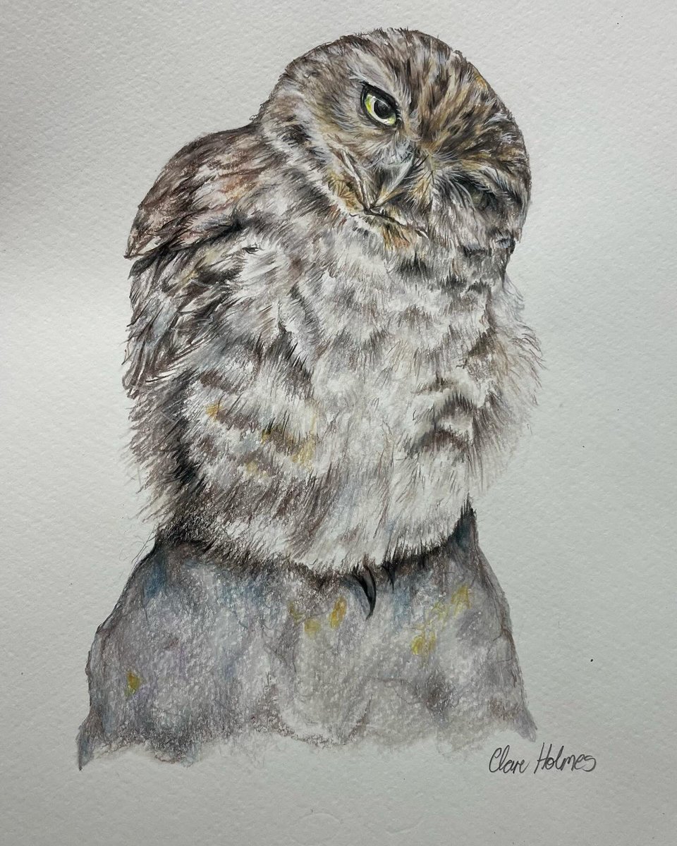 Little Owl ~ Coloured pencil on paper, reference courtesy of Annie Collins. Available to buy, message for details. 🩶 #birdart #littleowl #owls #colouredpencils #wildlifeart #artistsonx #BritishBirds