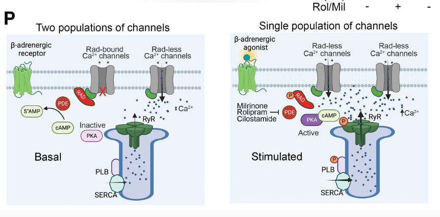 #ResearchLetter: Augmentation of cardiac contractility by phosphodiesterase inhibition requires phosphorylation of the Ca2+ channel inhibitor Rad and subsequent increased Ca2+ entry. ahajournals.org/doi/10.1161/CI…