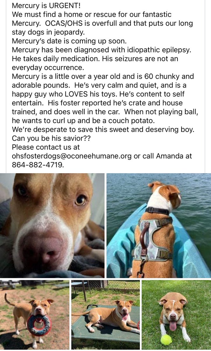ash__almighty's tweet image. 🆘 Mercury is in danger!
❤️‍🩹 A sweet pup, only a year old! He has epilepsy but he doesn’t have seizures every day. He’d make a perfect BFF. 
📍 Oconee, South Carolina 
⭐️ Contact info in photo
@G4TXNYCpups @Dubs4Mutts #adoptdontshop #fosterssavelives #AdoptablePets #dogrescue