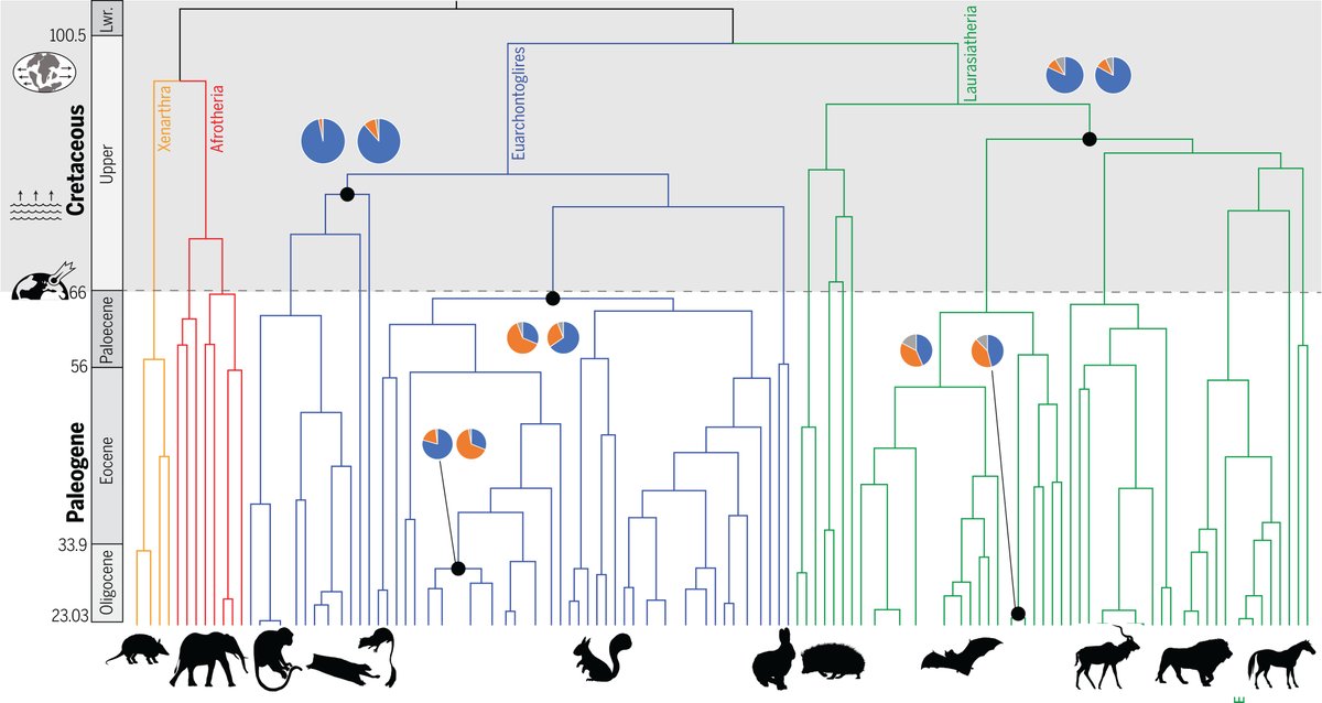 A 2023 Science study shows that mammals had begun to change and diverge even before the Earth was hit by the asteroid that killed the dinosaurs, approximately 65 million years ago. scim.ag/708 #ScienceMagArchives #Zoonomia