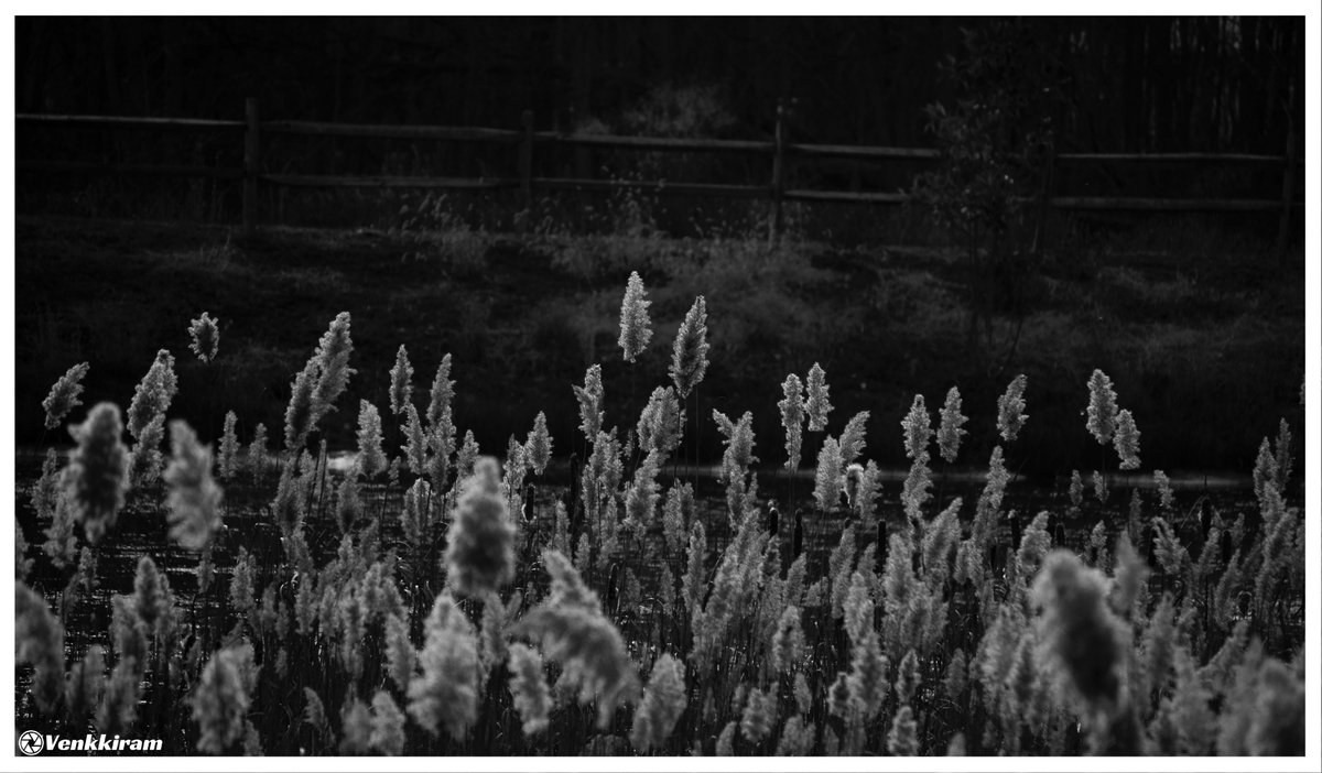 Share a photo from the past. Here is mine.

#grass #phragmites #blackandwhite #blackandwhitephotography #photography #venkkiclicks