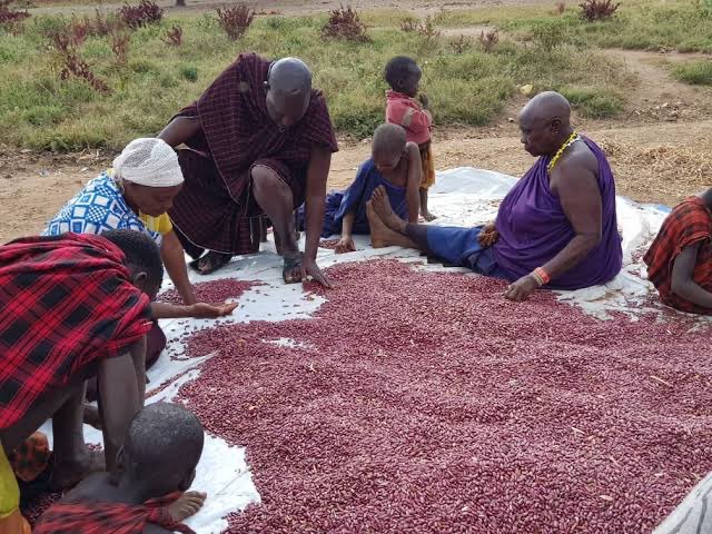 DID YOU KNOW!? 
Tanzania is the top beans producer in Africa and the 7th globally! 🌍🌱 It's estimated that Tanzania produces 1.2 million tons of beans annually, with 48% exported to Kenya, Malawi, South Africa, DRC, Burundi, Uganda, and Zambia. 🇹🇿🌱 #Tanzania #Beans #Agriculture
