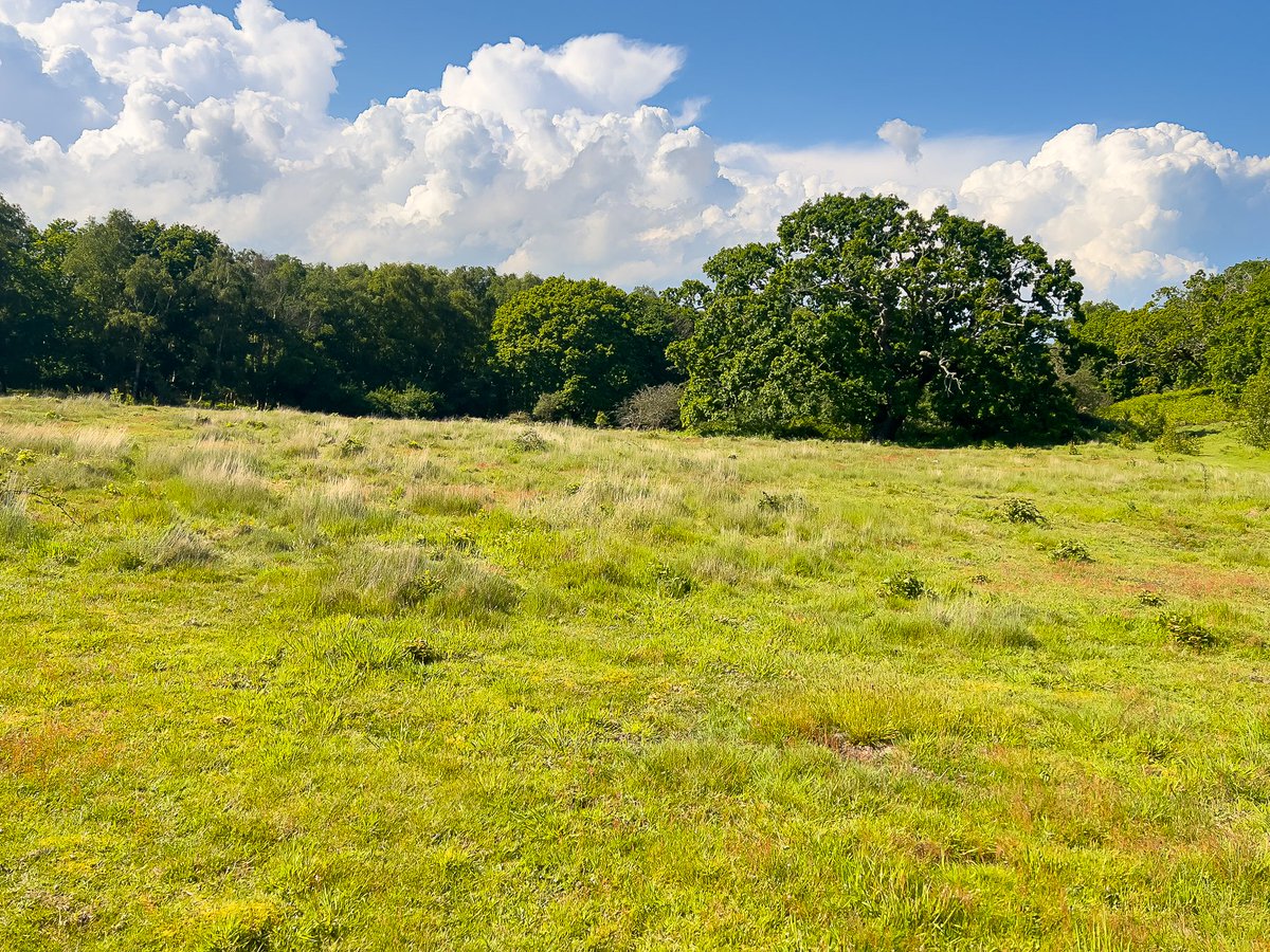 Recently I explored Gallows Field in East Suffolk, which Dunwich Town Trust owns and manages for wildlife, and whose #lichen flora they wish to understand better. Over next while, I'll post threads about its lichens. Thanks to @tim_holt_wilson of <a href="/DiscoverDunwich/">DiscoverDunwich</a> for inviting me!