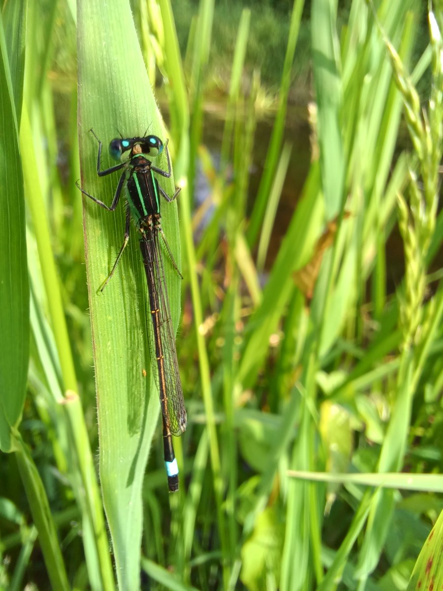 EntoBethWright's tweet photo. Canals support so much life, and I had a beautifully Odonata dominated morning walk

Female Blue-tailed damselfly
Female Dainty Damselfly
A Blue-tailed Damselfly feeding
A Blue-tailed Damselfly f. rufescens-obsoleta https://t.co/XUy3Wkl9gT