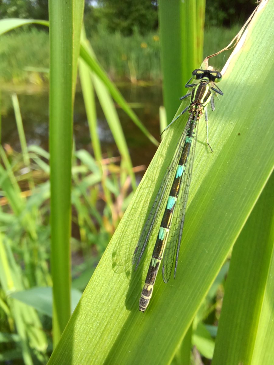 EntoBethWright's tweet photo. Canals support so much life, and I had a beautifully Odonata dominated morning walk

Female Blue-tailed damselfly
Female Dainty Damselfly
A Blue-tailed Damselfly feeding
A Blue-tailed Damselfly f. rufescens-obsoleta https://t.co/XUy3Wkl9gT