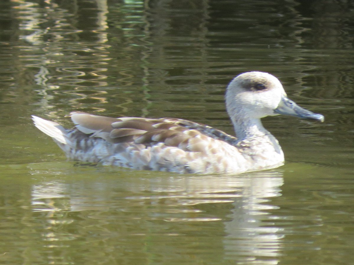 Target species on my family holiday in Roquetas de Mar was Marbled Duck, a species I've seldom seen since my first sightings back in 1993. Took me two goes but very pleased to connect with this declining dabbler.