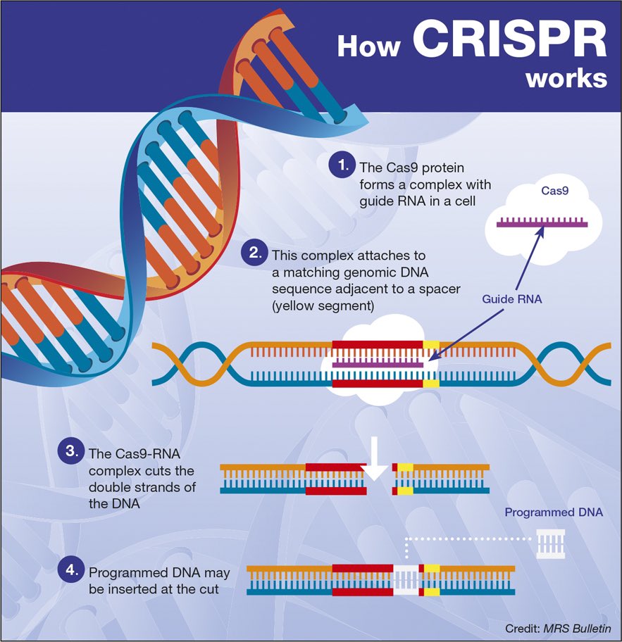Biology1802's tweet photo. #تقنية_كريسبر  ( CRISPR# ) هي تقنية للتعديل الجيني تتيح تعديل الحمض النووي للكائن الحي، بما في ذلك البشر، ويسعى العلماء لاستخدامها في علاج الأمراض، مقابل وجود مخاوف منها 🧬

للمزيد 

https://t.co/Wz8DSIShjd https://t.co/7OB9BfQvlx