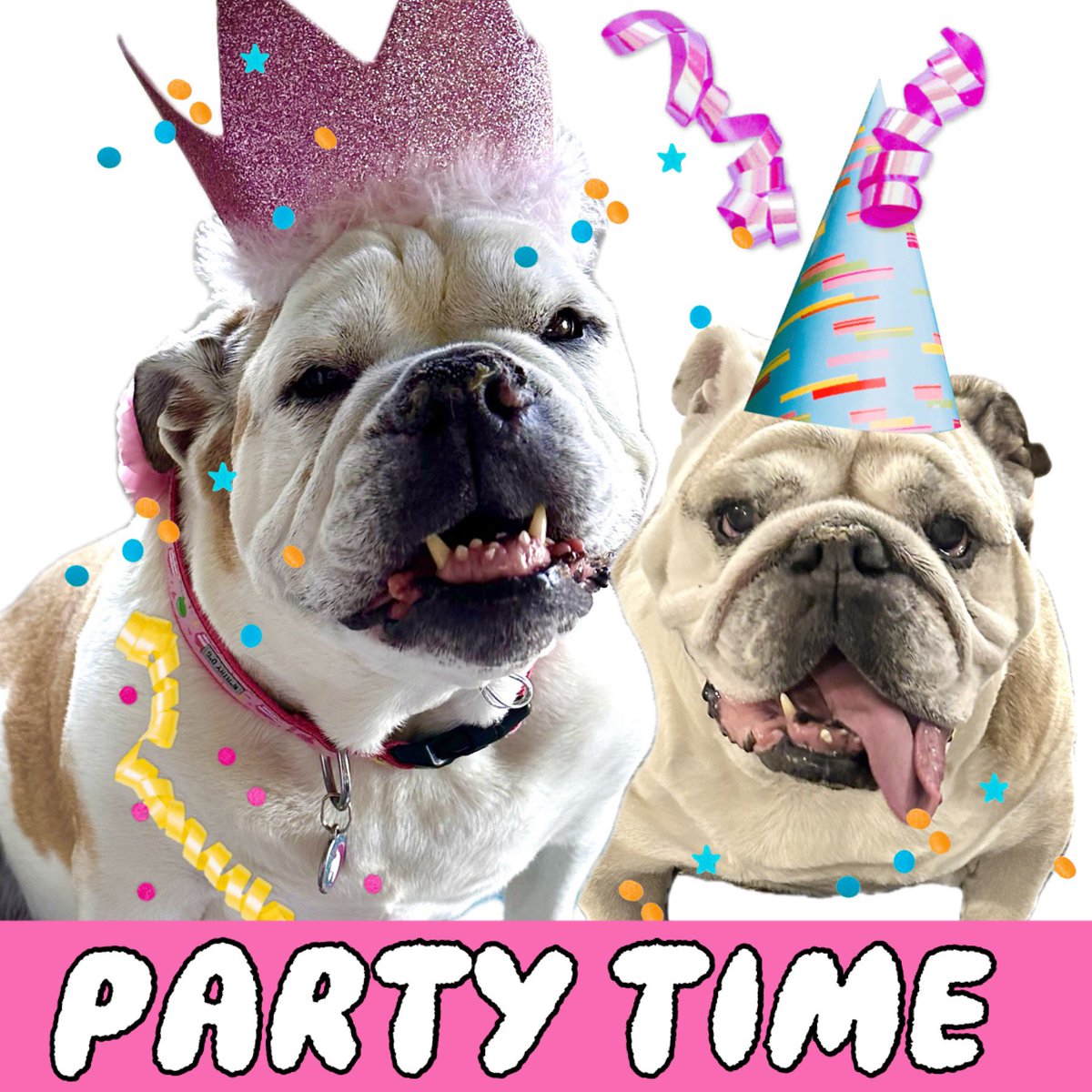 Cleopatra the English Bulldog (@catsemail) on Twitter photo My 💕BFF 💕and I are now both 13 years young and keeping our humans on their toes! Everyone give a big shoutout to Gracie Sunshine, the OG of Bulldog Twitter!! Happy belated birthday Bestie! I love you. 💗💖💞<a href="/GracieSunshine1/">Gracie Sunshine</a> My 💕BFF 💕and I are now both 13 years young and keeping our humans on their toes! Everyone give a big shoutout to Gracie Sunshine, the OG of Bulldog Twitter!! Happy belated birthday Bestie! I love you. 💗💖💞<a href="/GracieSunshine1/">Gracie Sunshine</a>