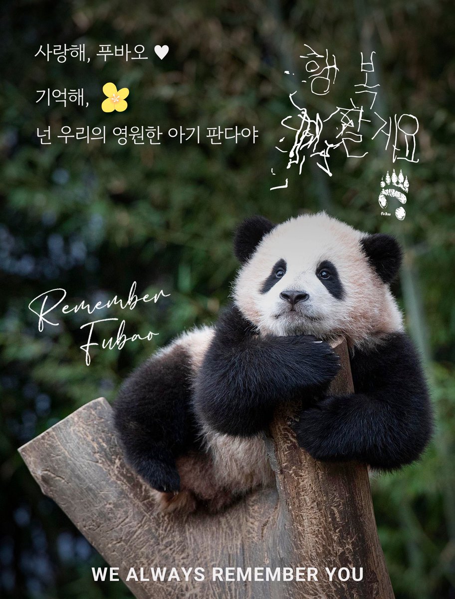 bori0522's tweet photo. 푸는 당연히 행복하게 지낼거라 생각하며 푸 유학 떠나기전 만들었었는데 ... 
#푸바오 오늘도 아무일 없이 무사히 하루를 보냈기를 간절히 바래❤️💕 사랑해

#SaveFubao #Fubao #24hrcctv https://t.co/DUj6smUxb5