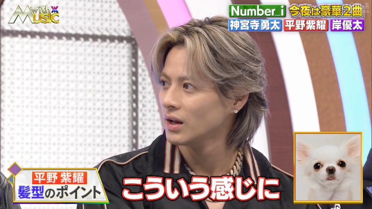 紫耀くんの髪型のポイントで チワワ🐶の写真を見せたらこうなったって