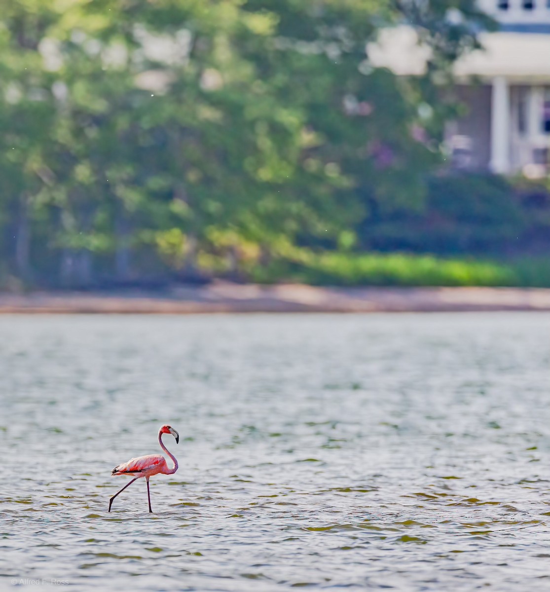 An American Flamingo has just been confirmed in Suffolk County, New York (CODE 3) ebird.org/checklist/S178… Photo: Anthony Collerton #ABARare #birding