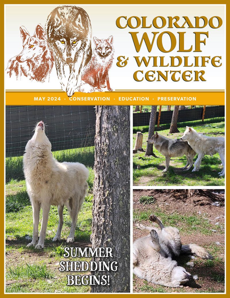 SamanthasLaw's tweet image. #CWWC 
wolfeducation.org