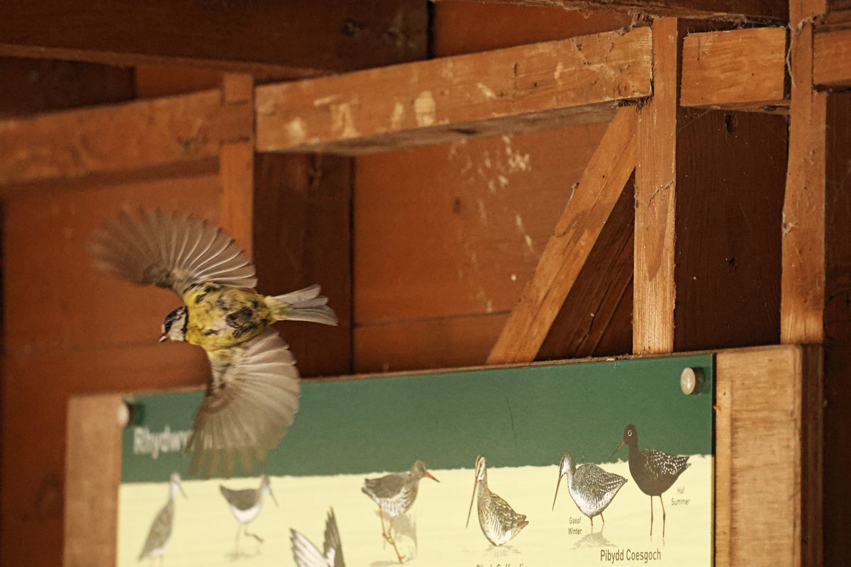 Bore Da Bawb - Good Morning All Nôl at Llanelli wythnos diwetha a Titw Tomos Las sy'n nythu tu ôl i fwrdd gwybodaeth cuddfan Back to Llanelli last week & a Blue Tit nesting behind a hide information board @WWTLlanelli Cariad mawr o Gymru! Much love from Cymru! ❤️🏴󠁧󠁢󠁷󠁬󠁳󠁿