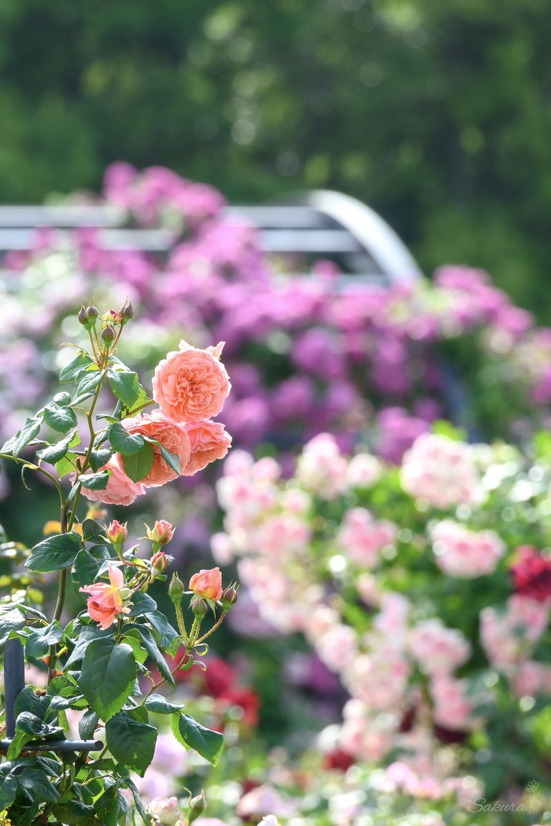 sakuraing64's tweet image. バラのアーチを撮ろうとしたら
こっちにもいるよと言われました

#NikonZ30 #薔薇 
#TLを花でいっぱいにしよう