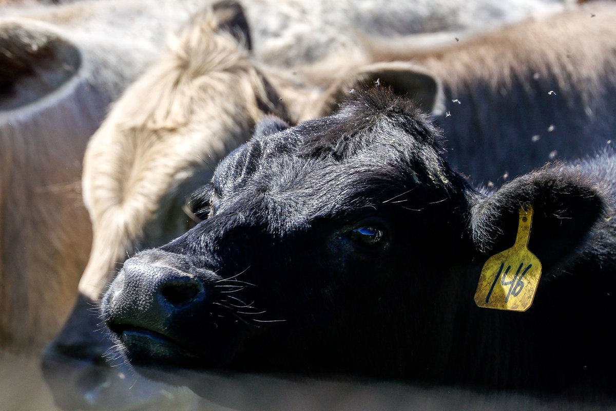 Vogelgriep blijft overspringen van koeien naar mensen, expert verbijsterd over lakse aanpak bnnvara.nl/joop/artikelen…