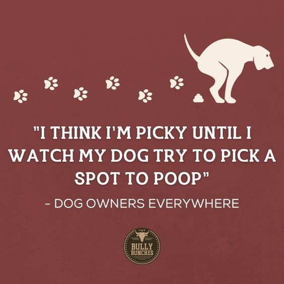 Snuggle My Dog
buff.ly/3RFz9ZW

#puppy #doggo #dogslife #dogstagram #doglovers #germanshepherd #puppylove