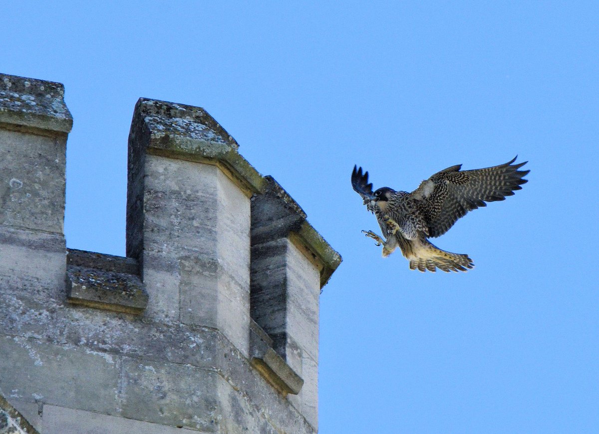 We're loving watching <a href="/bbcspringwatch/">BBC Springwatch</a>, so we thought we'd put together a brand new interactive map showing you nest boxes on churches in the UK 🪺 Take a look at the link below, and let us know of any churches near you with nest boxes👇
nationalchurchestrust.org/explore/story/…

📸 (c) Tom Lee