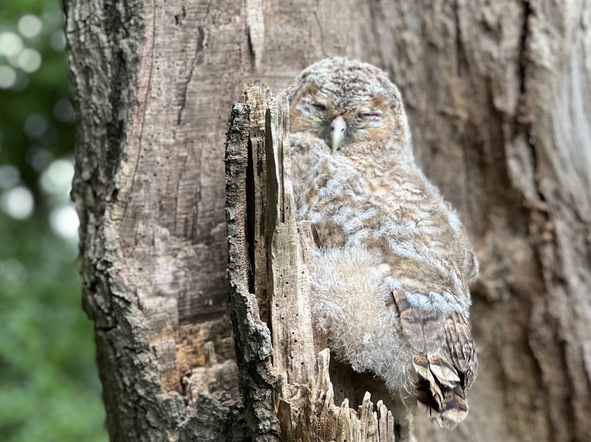 Tawny owlet. A surprise encounter ⁦<a href="/NTKinver/">Kinver Edge</a>⁩ #kinver #owl #naturephotography