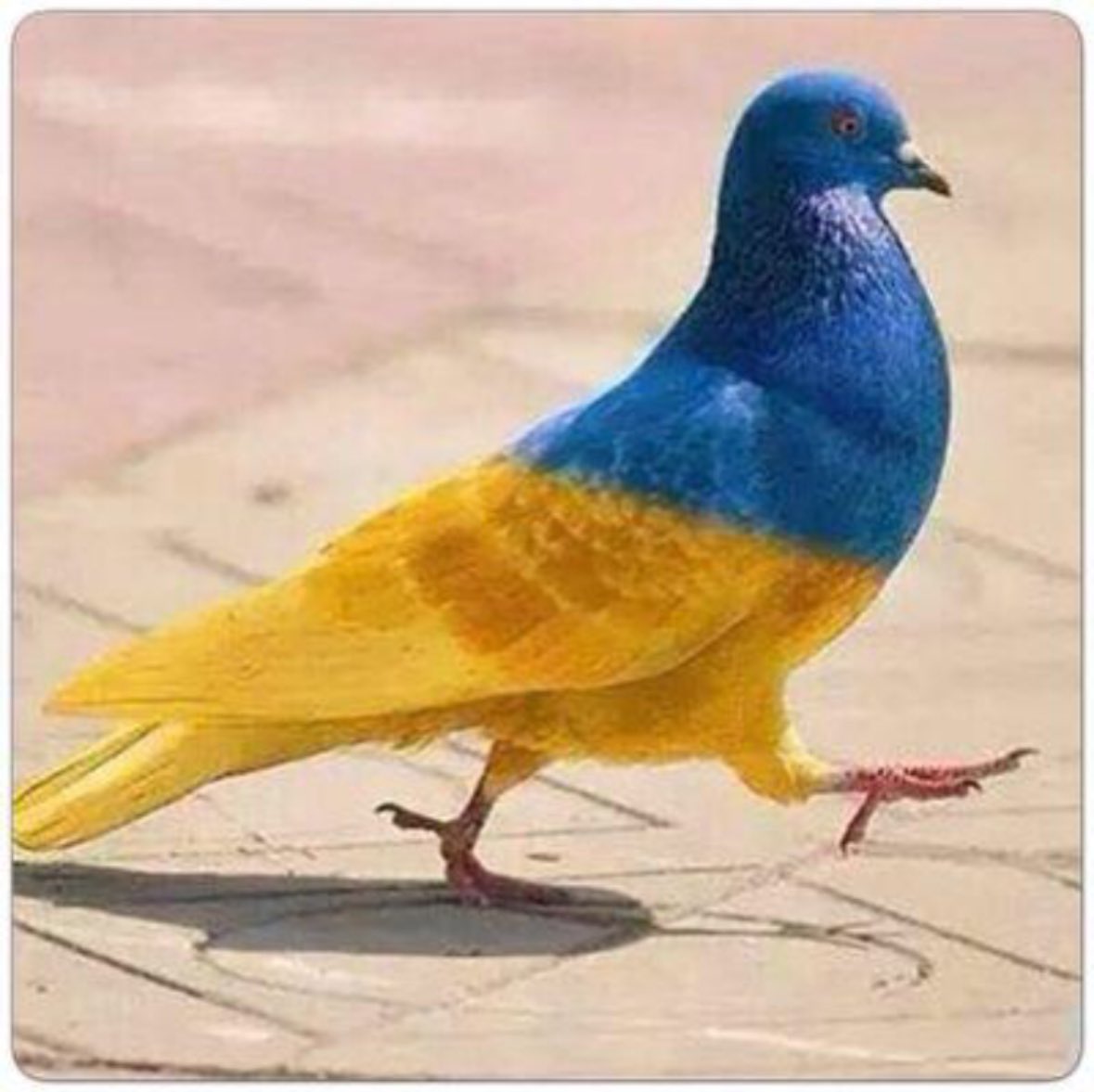 Ana_0_bas's tweet photo. عمرك سمعت بطير يحب سجانه ؟! 💛💙

#الهلال_النصر
#النصر_الهلال
#الهلال_النصر_نهائي_كاس_الملك 
#النصر_الهلال_كأس_الملك
#النصر_سيّد_الانديه_وكبيرها 
#النصر #الهلال https://t.co/4zECnWVTYo