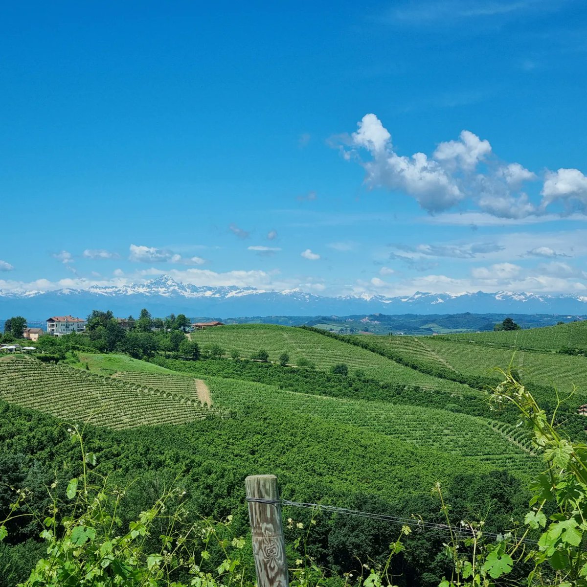 bayned's tweet photo. Day 3 walking in #Piemonte #Alba to #Neive. Barbaresco wine area with Alps on the horizon. https://t.co/i4jYUkEwqz