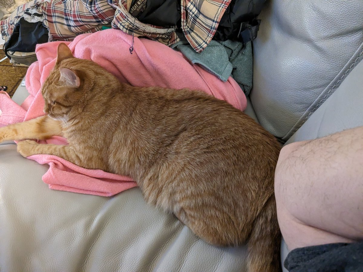 I lay on couch with dade. Dade time is best time! -Donut #CatsOnX #CatsOnTwitter #gingercats