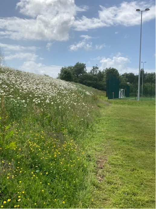 You don't need to search a meadow in order to get involved with BMS . Road verges, churchyards, woodland rides, amenity/business park grasslands are all eligible. Get out, take a look at the plants around and send us your findings. You dont have to be able to ID everything