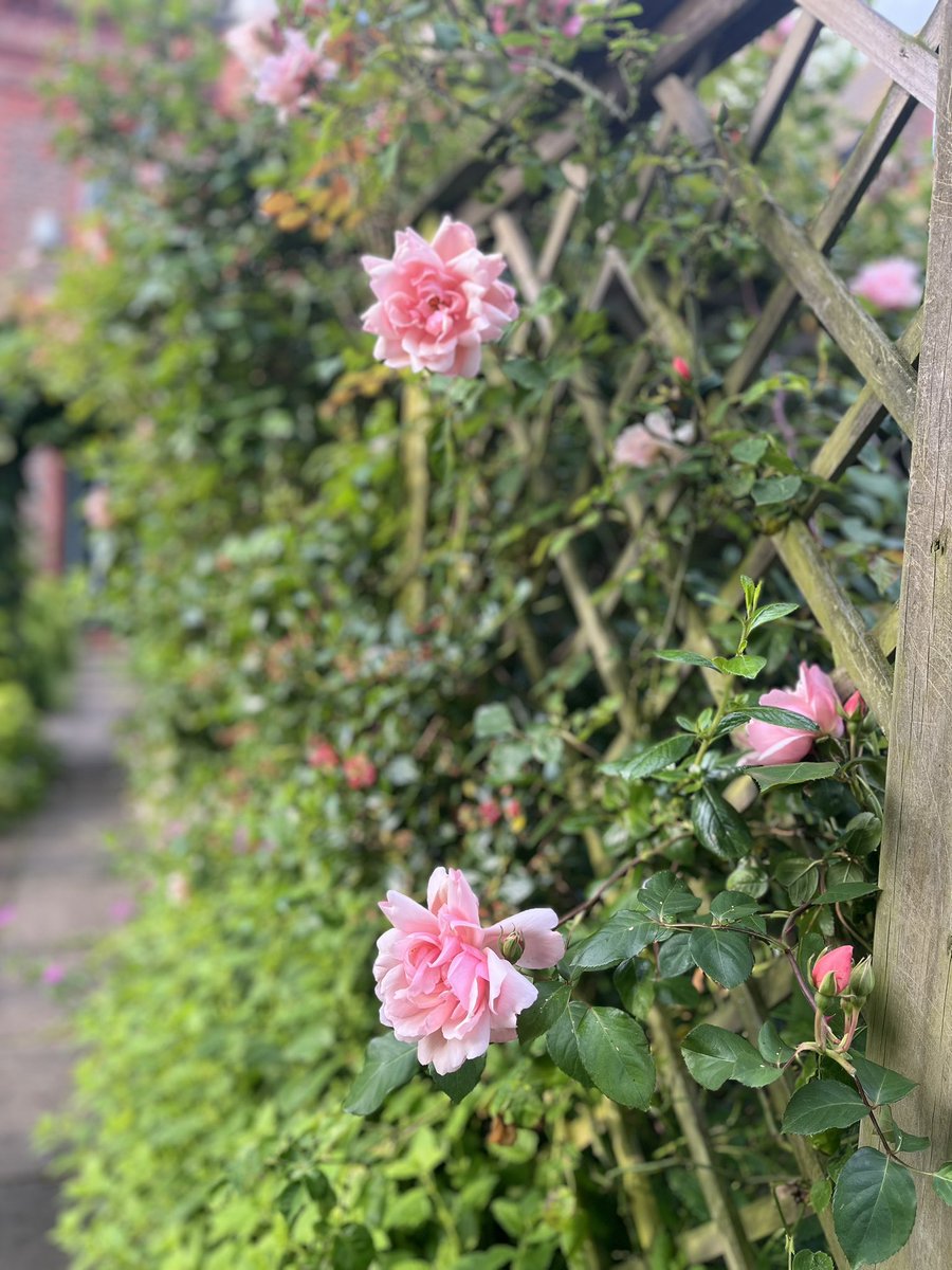 jane davis tweet media