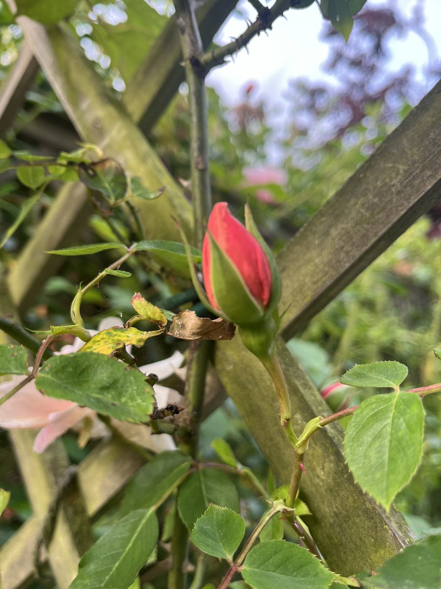 jane davis tweet media