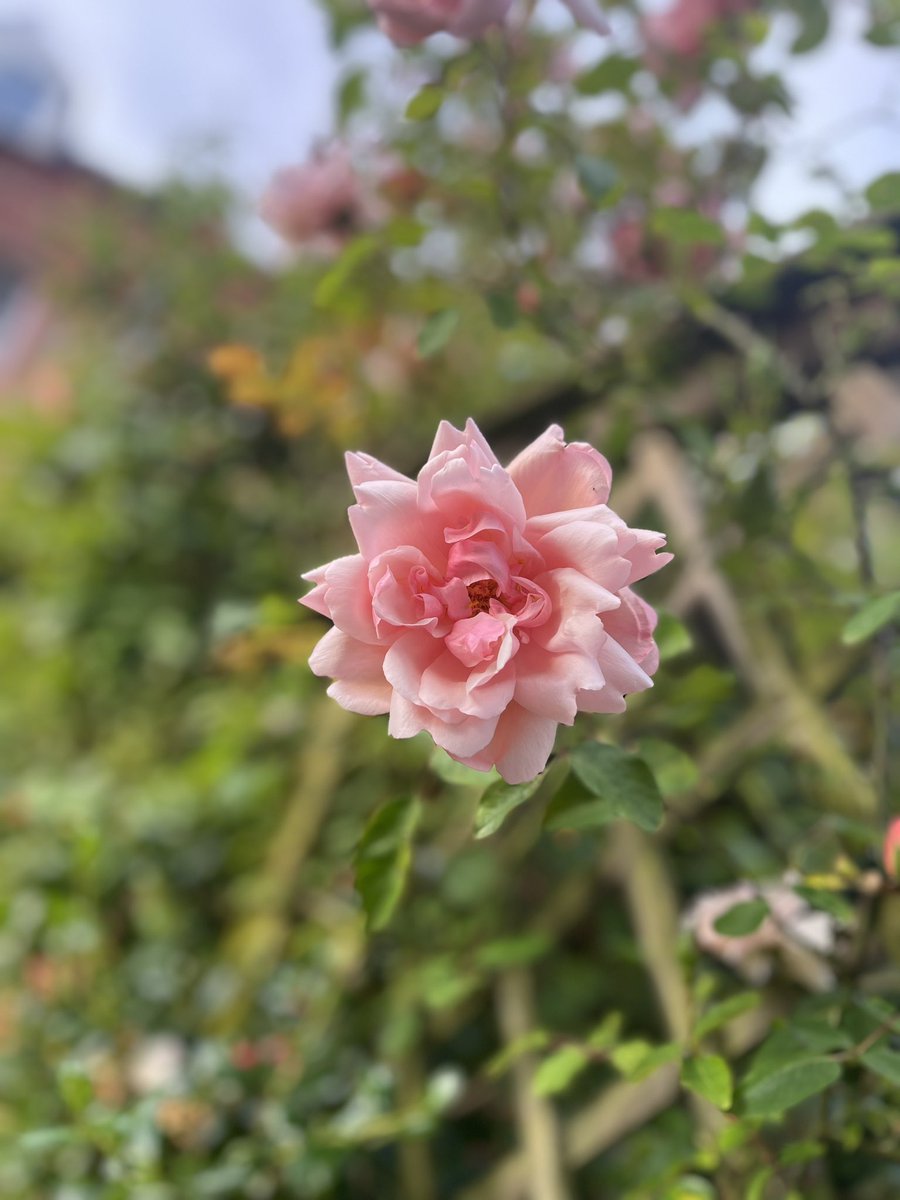 jane davis tweet media