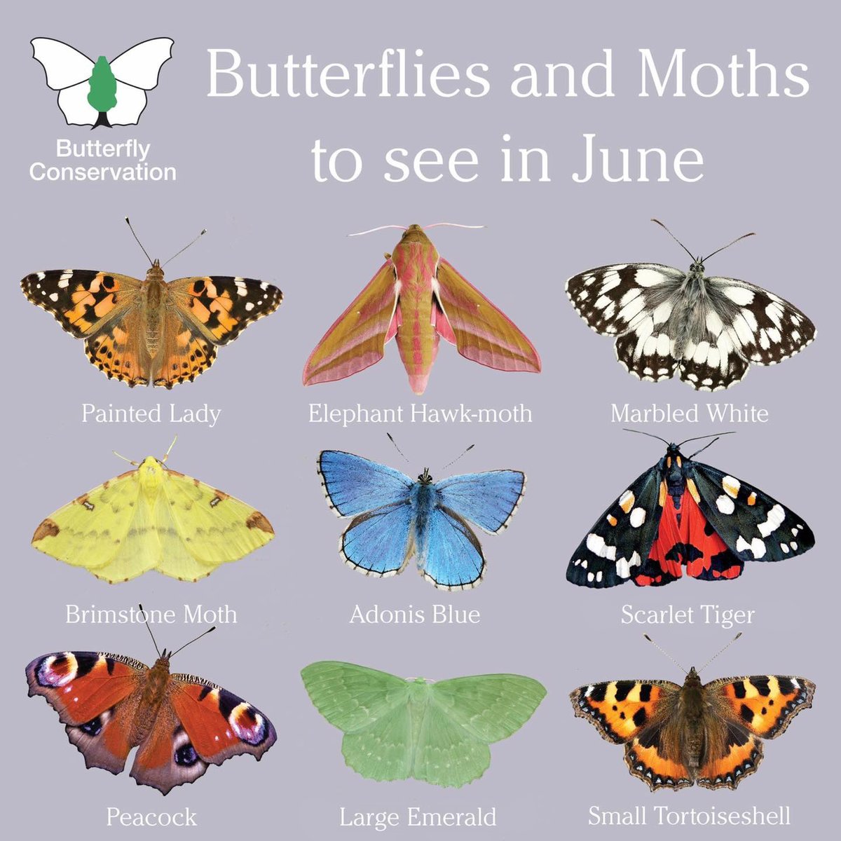 June brings a whole new line-up of brilliant butterflies and moths to spot in your gardens and local green spaces 🦋🌻🌿 Discover more species with tips on how you can help them by signing up to our monthly enewsletter 👉 butrfli.es/2Td2KQg #SaveButterflies #MothsMatter