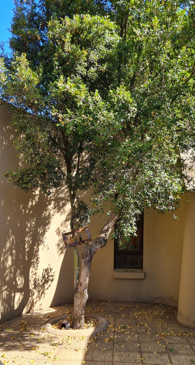 cuckiii's tweet image. Hello Dear June 🐾🕸
Love this sacred space of mine &amp;amp; khaloo🐈‍⬛
I simply adored how this is wild, messy, &amp;amp; holy ~° #june #morningmusing