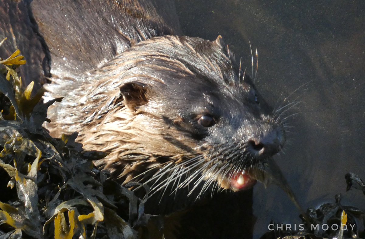 A pair of otters on the Lee in the city centre this morning. I watched them for 45minutes catching crabs and fish. What a fantastic start to the day! Video to follow later. #cork