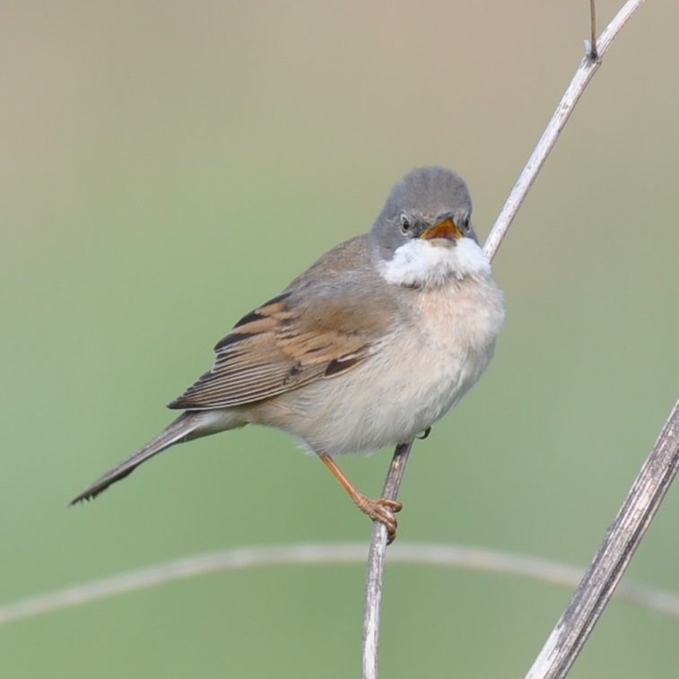 Whitethroat in full song. 🏴󠁧󠁢󠁷󠁬󠁳󠁿 Llwydfron yn canu'n hael. #TwitterNatureCommunity #birds #birdphotography #BirdsOfTwitter #nature #NaturePhotography #wildlife #wildlifephotography @Natures_Voice @ThePhotoHour @FfotoC @WiciCymru