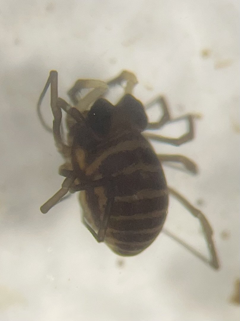 Meg Skinner (British Harvestmen) (she/her) tweet media