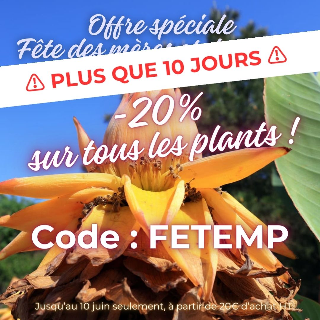 boutiquevegetal's tweet photo. ⚠️ Plus que 10 jours pour profiter de 20% de remise sur tous les plants de la boutique !
💝 Faites des heureux 💐
Code : FETEMP 
.
.
#fetedesmeres #fetedesperes #happymothersday #happyfathersday #fete #offrespeciale #promo #bonplan #boutiquevegetale #plants #plantsforsale https://t.co/fdmDdnlF1B