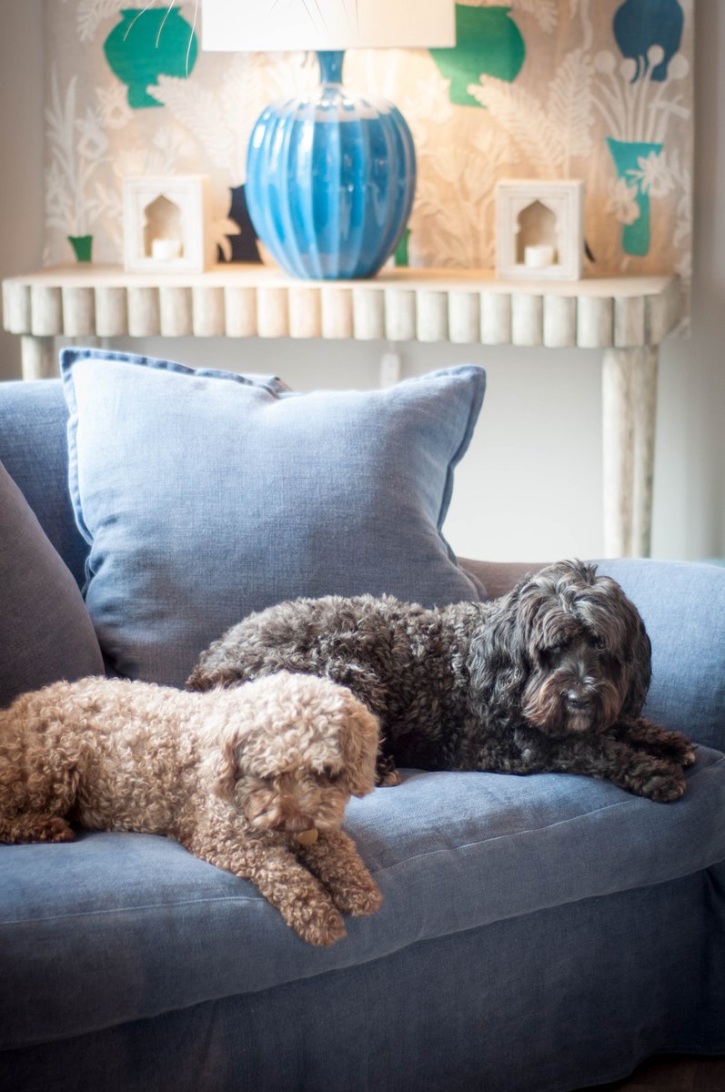 ashtonhouse_des's tweet image. Canine team pic! Humans following shortly!

#teamwork #petsatwork #interiordesignteam