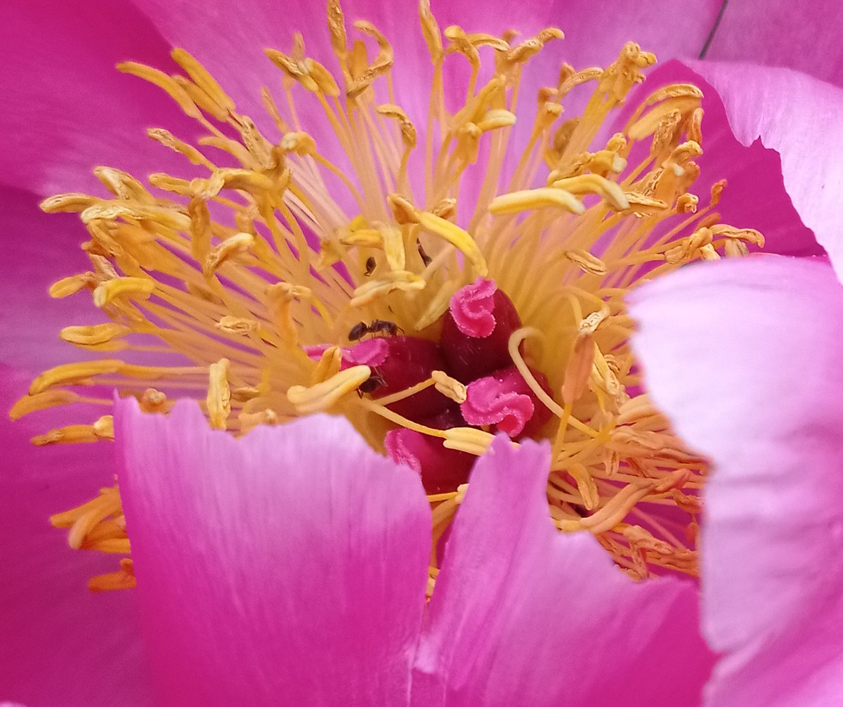Day 1 of #30DaysWild This month I will be mostly taking pictures in my garden...
