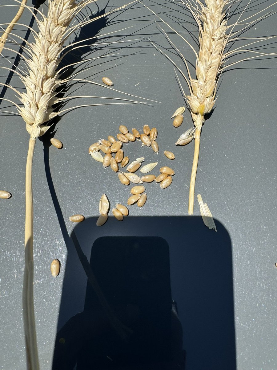 sabanbuttanri's tweet photo. I have been visiting another large durum wheat-producing area in Diyarbakir Province in Turkey.

My general observations are:

1. The crop is developing well, and the harvest will likely start on 15 June 2024 and continue until mid-July 2024.

2. The usual altitude is around 650-750 meters above sea level.

3. In some areas, I see a bit of hail damage on lentils and barley, but usually no damage in the durum wheat areas.

4. Soft wheat versus durum wheat in this province is still lower than in Şanlıurfa and Mardin, but it seems like people are planting more and more durum wheat.

5. The area has some irrigated land but mainly non-irrigated land. Since the region has received very good rains, the crop looks good. In the coming days, the weather is expected to be hot with no rain, which is exactly what the durum wheat needs.

6. TMO has NOT announced the 2024 buying price yet, but we expect them to do so in the first half of June 2024. In either case, TMO has a lot of wheat and barley on hand and may not be in a rush to buy more from the farmers. That said, the government should open up the durum export market so that supply and demand forces can work.

7. In all our regions, the quality of durum wheat is very good. We usually see above 90 vitreous levels, proteins between 14-15%, with some exceptions of 18-20% protein, and hectoliters usually ranging from 80-83 in the region.

8. Given the existing stocks, crop size, and the use of soft versus durum wheat in pasta and bulgur, we should open up 2 million tons of our durum wheat for export. If necessary, we should buy durum wheat from Russia (though our producers do not prefer Russian durum due to its higher moisture and inferior color), which is unable to export to the EU due to a 148 EUR/ton tax imposed as of 01 July 2024.

9. Please find enclosed some photos of durum and soft wheat along with the expected weather in Diyarbakir for the next 10 days.