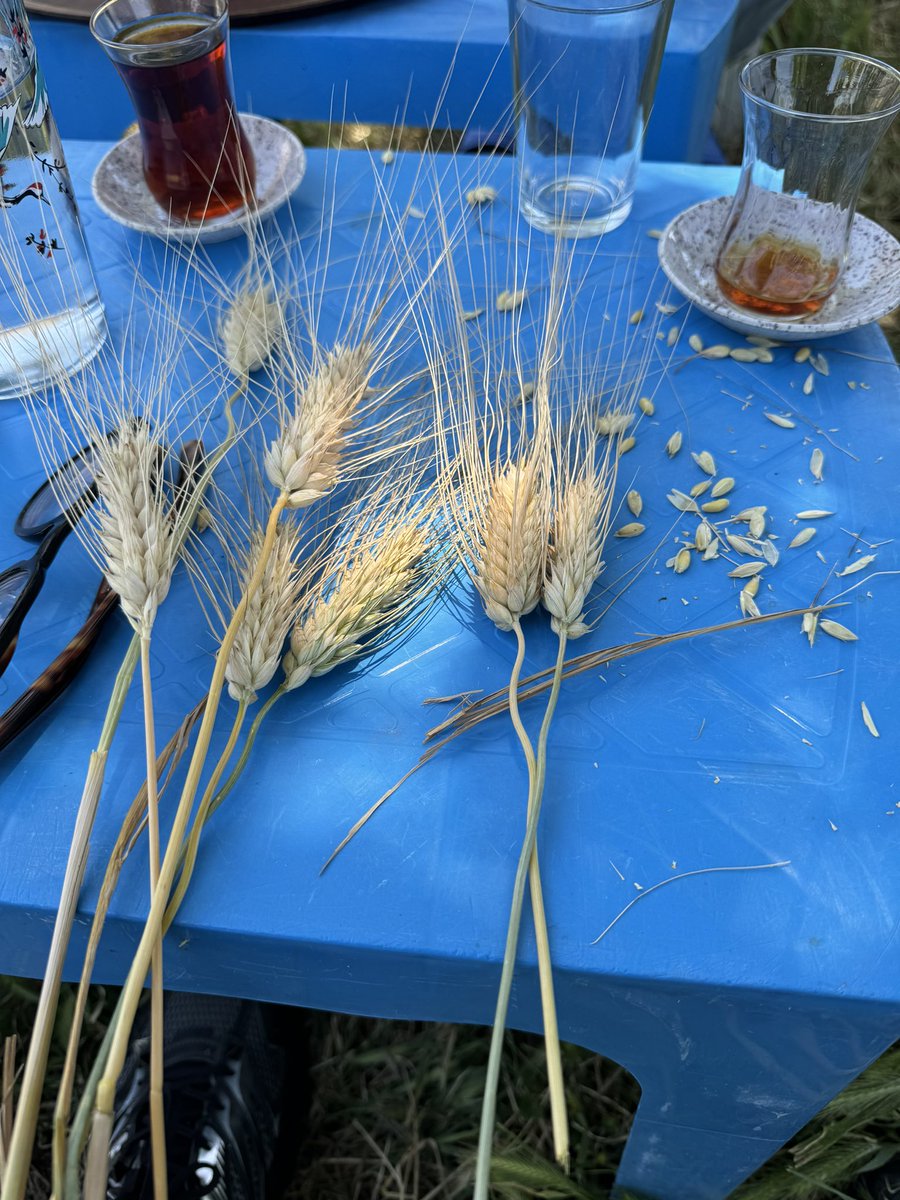 sabanbuttanri's tweet photo. I have been visiting another large durum wheat-producing area in Diyarbakir Province in Turkey.

My general observations are:

1. The crop is developing well, and the harvest will likely start on 15 June 2024 and continue until mid-July 2024.

2. The usual altitude is around 650-750 meters above sea level.

3. In some areas, I see a bit of hail damage on lentils and barley, but usually no damage in the durum wheat areas.

4. Soft wheat versus durum wheat in this province is still lower than in Şanlıurfa and Mardin, but it seems like people are planting more and more durum wheat.

5. The area has some irrigated land but mainly non-irrigated land. Since the region has received very good rains, the crop looks good. In the coming days, the weather is expected to be hot with no rain, which is exactly what the durum wheat needs.

6. TMO has NOT announced the 2024 buying price yet, but we expect them to do so in the first half of June 2024. In either case, TMO has a lot of wheat and barley on hand and may not be in a rush to buy more from the farmers. That said, the government should open up the durum export market so that supply and demand forces can work.

7. In all our regions, the quality of durum wheat is very good. We usually see above 90 vitreous levels, proteins between 14-15%, with some exceptions of 18-20% protein, and hectoliters usually ranging from 80-83 in the region.

8. Given the existing stocks, crop size, and the use of soft versus durum wheat in pasta and bulgur, we should open up 2 million tons of our durum wheat for export. If necessary, we should buy durum wheat from Russia (though our producers do not prefer Russian durum due to its higher moisture and inferior color), which is unable to export to the EU due to a 148 EUR/ton tax imposed as of 01 July 2024.

9. Please find enclosed some photos of durum and soft wheat along with the expected weather in Diyarbakir for the next 10 days.