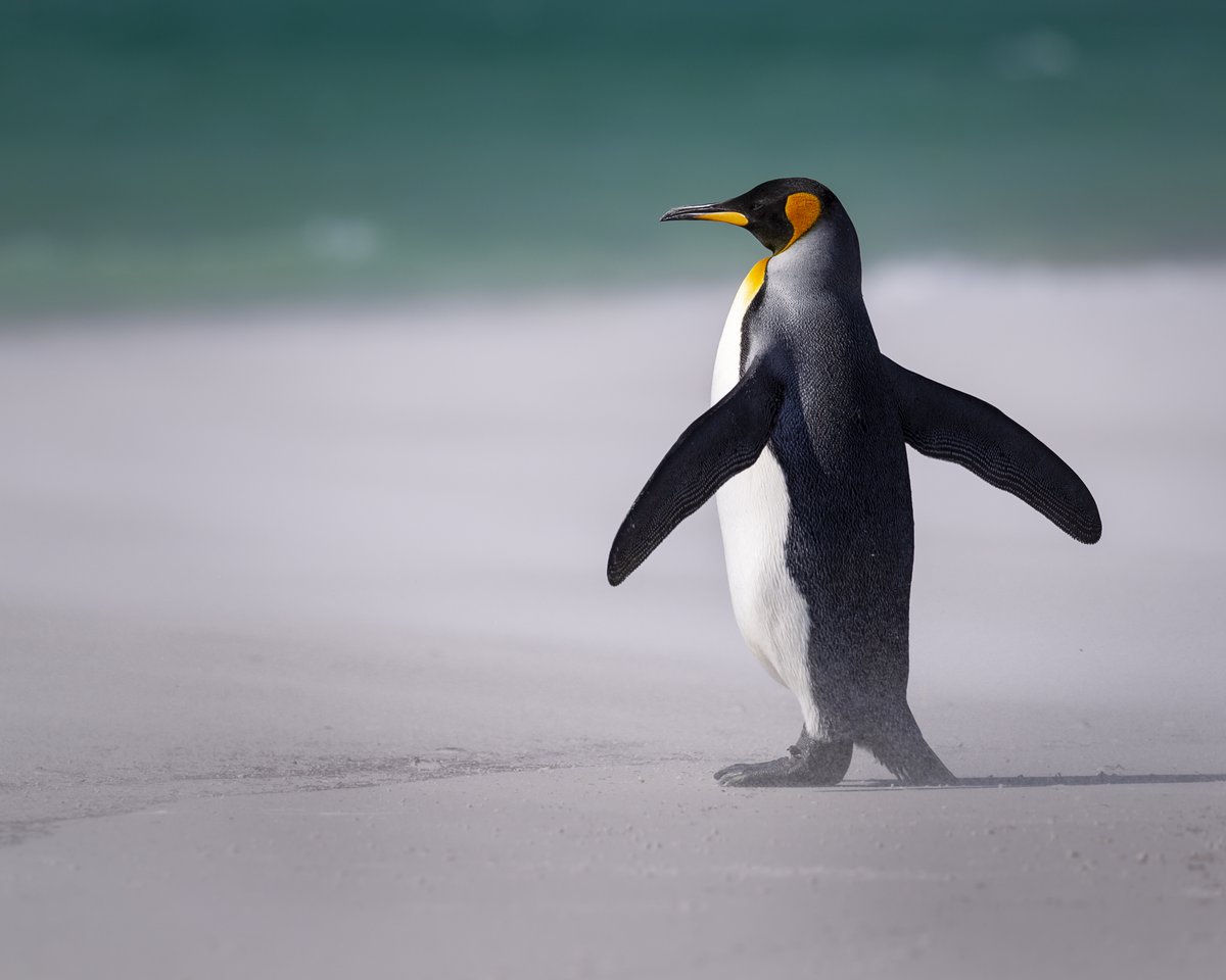 lawsmithphoto's tweet image. Morning all......I've just released my latest instalment from my Falkland's series of blogs, one more to go after this one. You can find it here...
lawrencesmithphotography.co.uk/blog/tcpj39zkf…
#blog #Falklands #havearead #penguins #enjoy