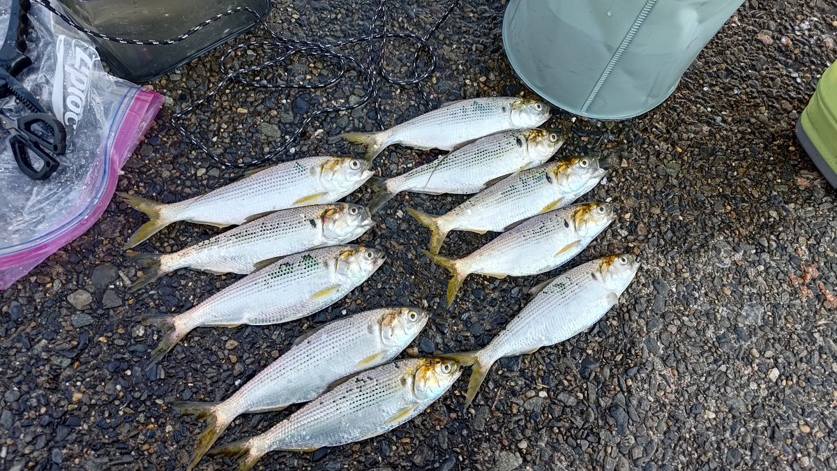 良いサイズのコノシロが大量!!☺️☺️✨✨ 