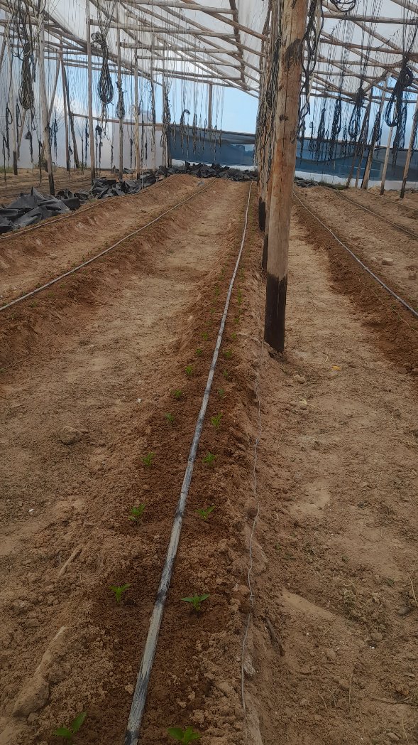 Peppers are challenging to grow in winter. Prices are so good during and soon after the winter period.