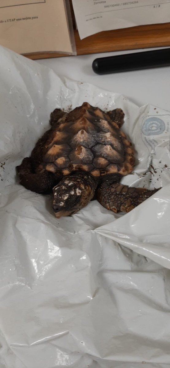 Me llama un amigo ertzaina de la comisaría de Bilbao a las once de la noche. 
Gabon Iker , nos han traído una tortuga de una playa y está medio tiesa. Que hacemos con ella ? 
Me manda la foto y ALUCINO!
Un juvenil de TORTUGA BOBA Caretta caretta.En peligro de extinción! SIGUE!!